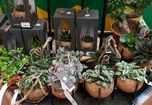 Čudovite sobne rastline v kokosovih lončkih