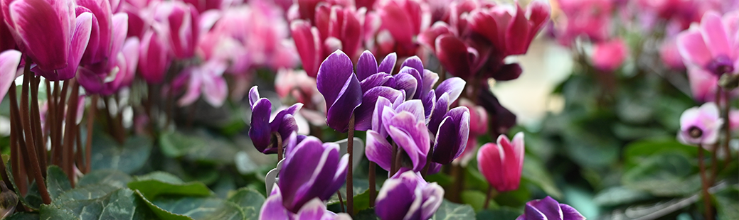 Ciklama – Ciklama je popolna sobna rastlina, ki zahteva malo nege in zmerno zalivanje