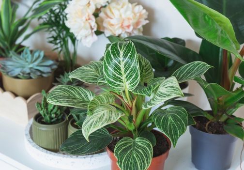 Filodendron: rastlina, ki odpusti marsikaj, če ji ponudite pravo osnovo