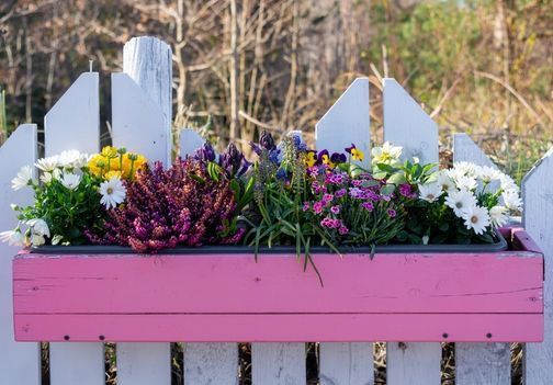 Spomladanske rože: ideje, izbor in nega za cvetenje od zgodnje pomladi dalje