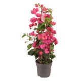 BUGENVILIJA NA OPORI L17 CM