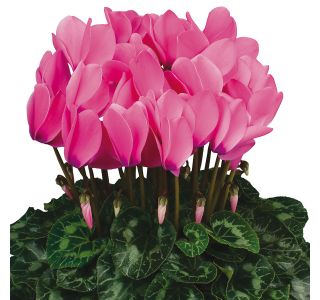 CYCLAMEN PERSICUM L12 HALIOS