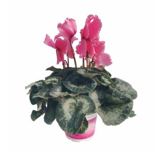 ANGELITO MIDI L12 MIX