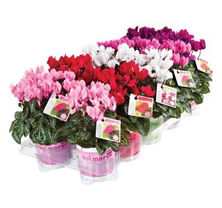 ANGELITO MINI L10.5 MIX