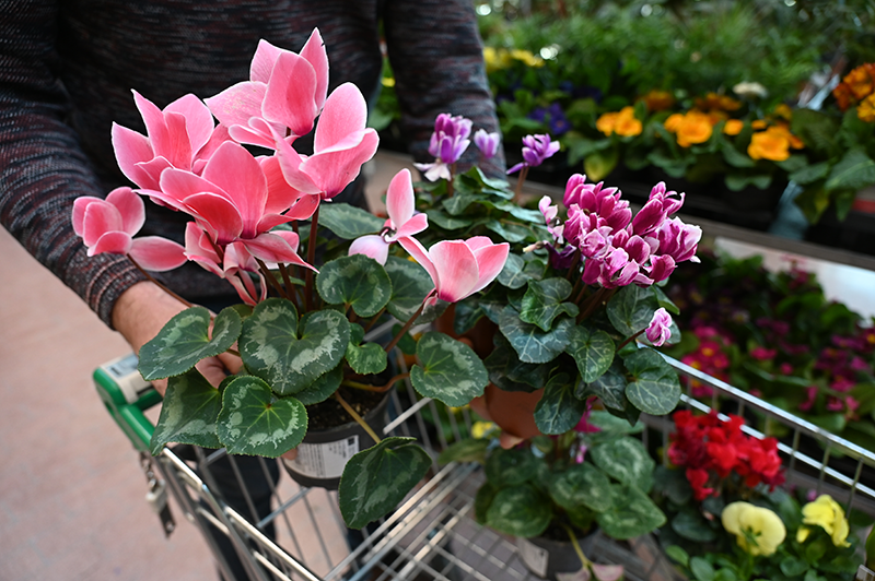 Ciklama je lepa v listih in cvetju.