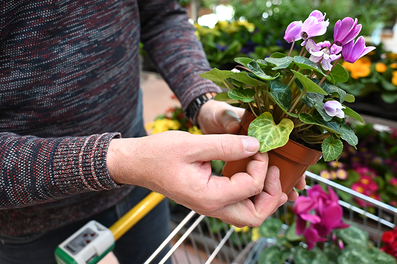 Rumene liste in odcvetele cvetove ciklame previdno odstranimo.