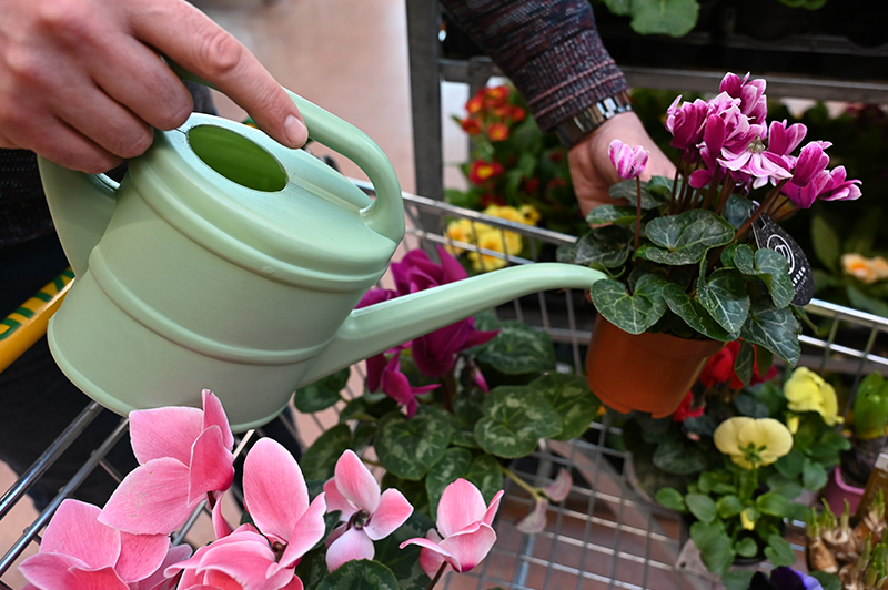 Ciklamo zalivamo ob robu lončka ali v podstavek.